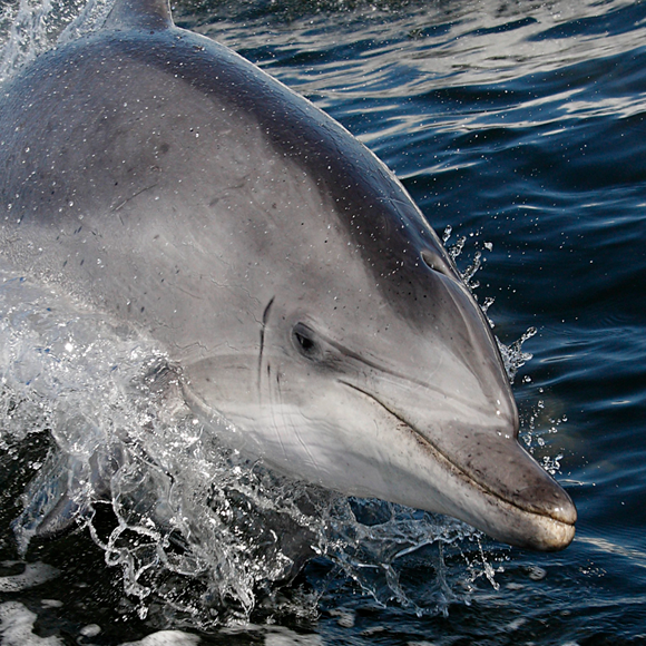 ריקוד הדולפין