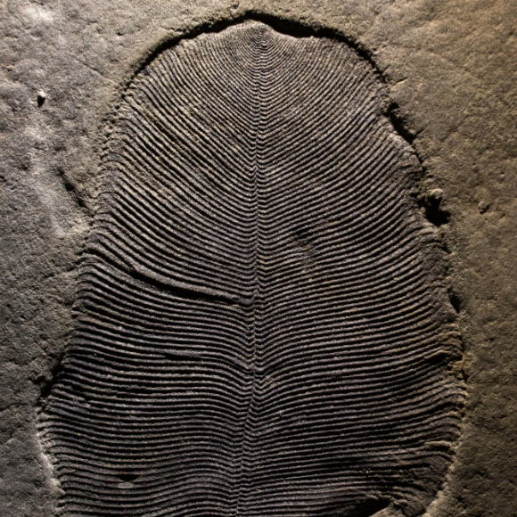 השומן המאובן וראשית החיים