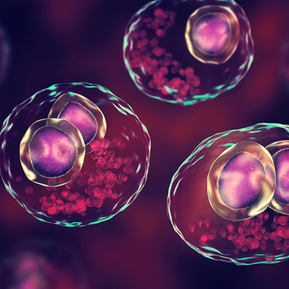 החברותא של הנגיפים