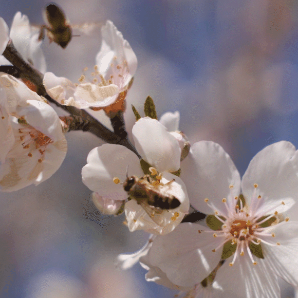 לרקוד את הריקוד המוזר של הדבש
