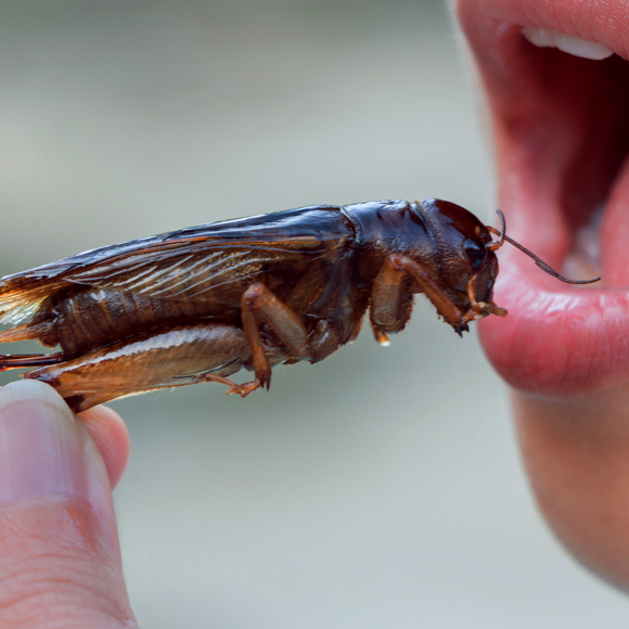 הצרצר וחיידקי המעיים