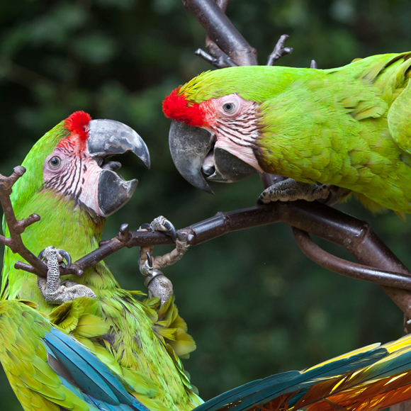 התוכים שיודעים את ערך הכסף