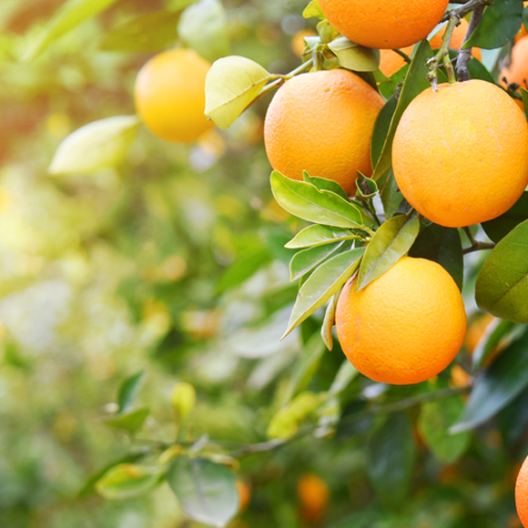 الطبخ الجزيئي: عصير البرتقال الشفاف