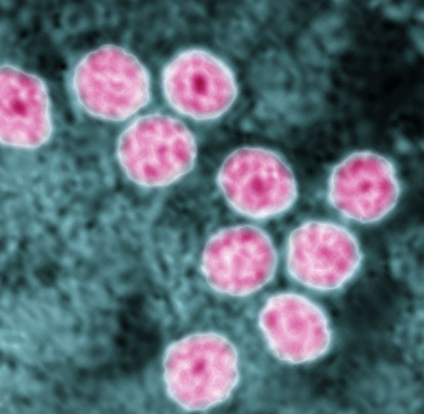 איך הנגיף משתלט על התא?