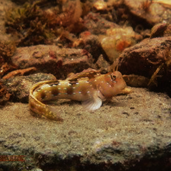 הדג שאוכל את הצאצאים שלו