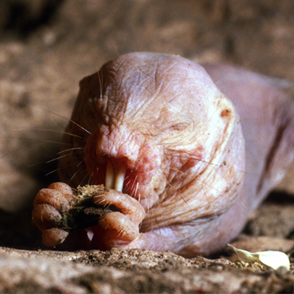 ה”שרביט” המיוחד של מלכת המחילות