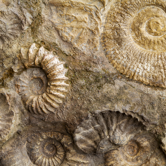 טיול סופ”ש: קיר האמוניטים