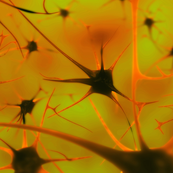 תאי המוח החדשים