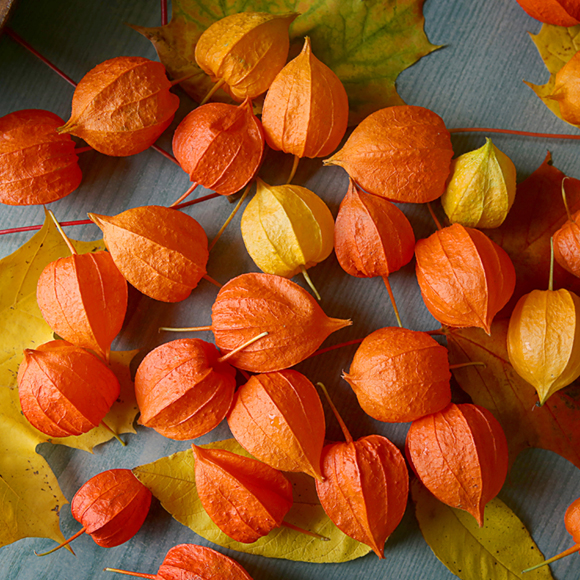 הצמחים שהכנסנו הביתה