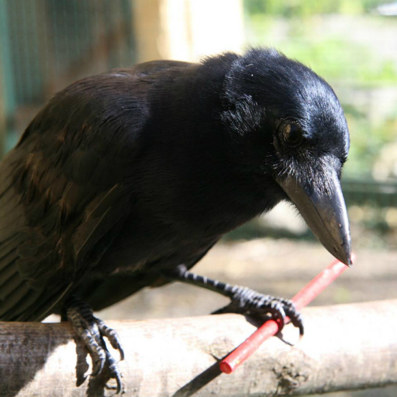 העורב המחבר והתוכי הגוזר