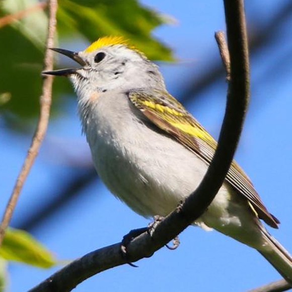 שלושה מינים בציפור אחת