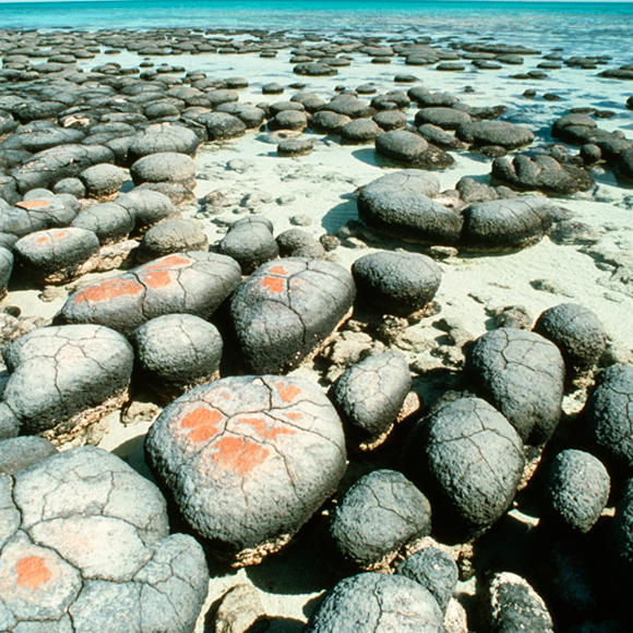 סלע קיומנו: מתי הופיעו החיים?