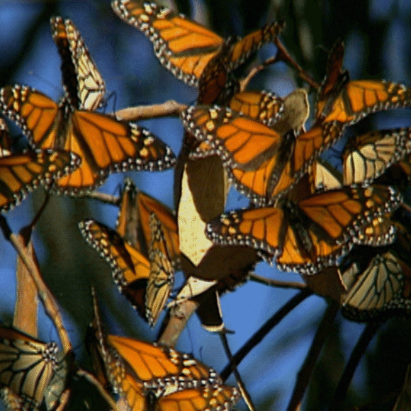 בעלי חיים כמעט-אנושיים, בעלי חיים על-אנושיים