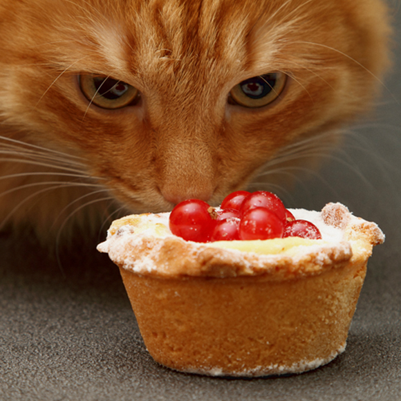 ללכת בעקבות הריח