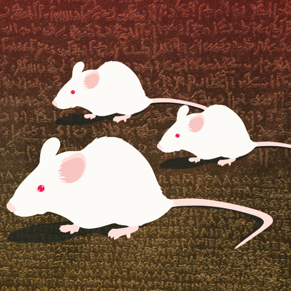 מילון עכברי-אנושי