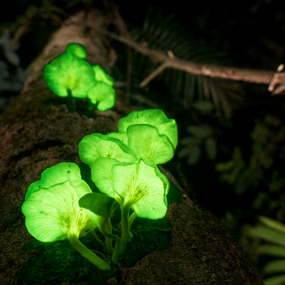 להאיר באור גדול