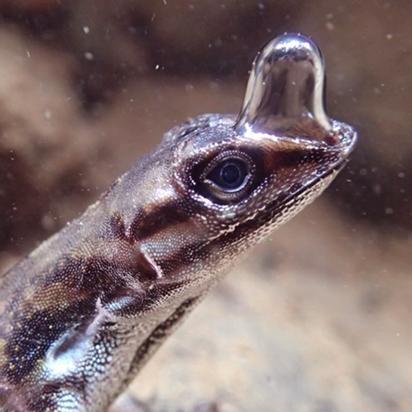 הלטאה עם ציוד הצלילה