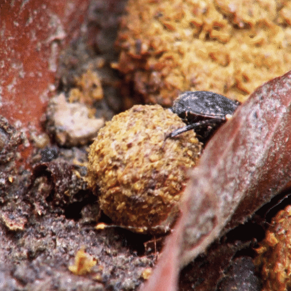 הסביבונים של הטבע