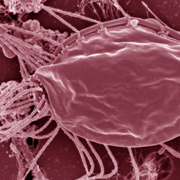 הממלכה החדשה