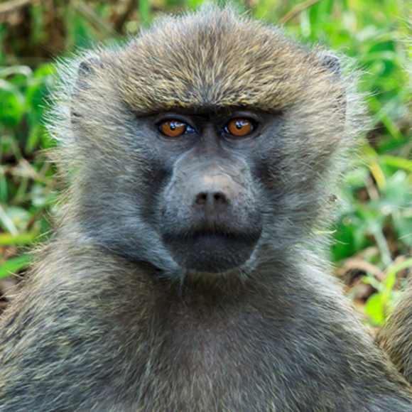 לב חזיר בחזה בּבּוּן