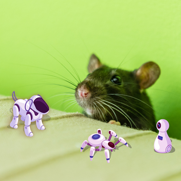 אהבת החולדה והרובוט