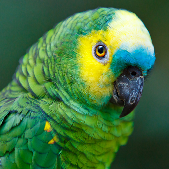 האבולוציה שחוזרת כמו תוכי