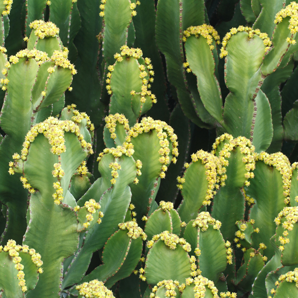 טעם חריף נגד כאבים