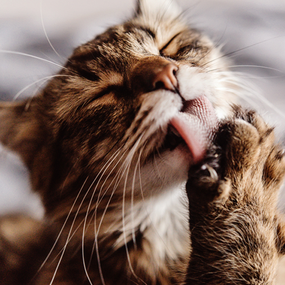 פלאי הלשון החתולית