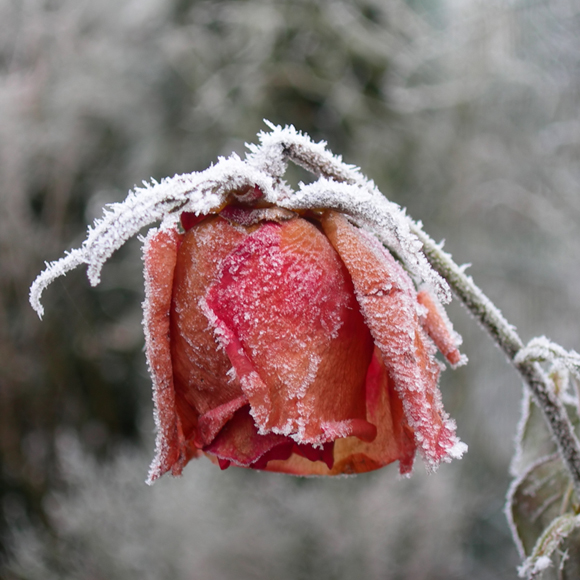 למה אנחנו עצובים בחורף?