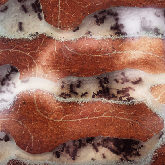 לך אל הנמלה – והתעצל