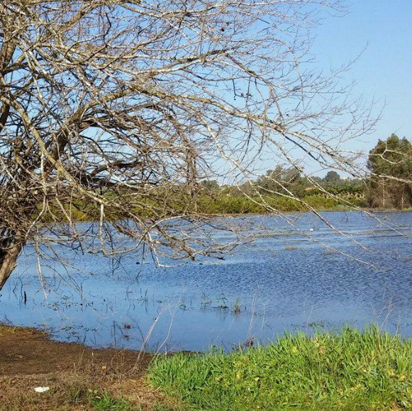 The Winter Pond: The Secluded Life of the Rainy Season