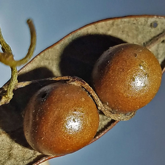 הצמח הטפיל שתוקף צרעות טפילות