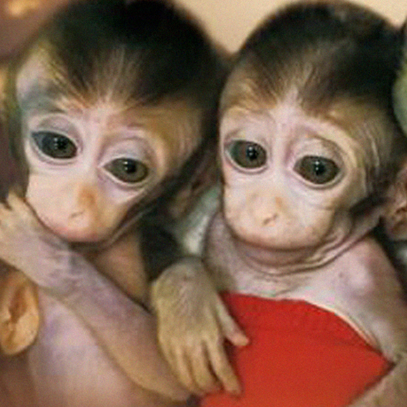 מעשה בחמישה קופיפים זהים