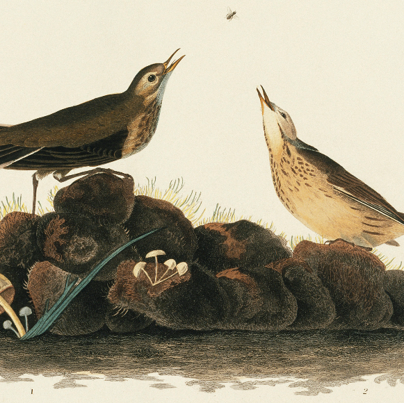 מונוגמיה? זה בגנים שלנו