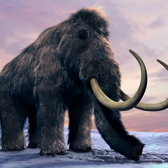 החיות שיוחזרו מהכפור