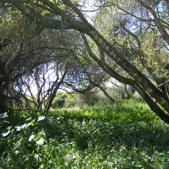 אפריקה בשפלת החוף