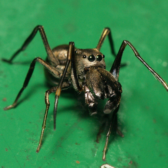 חלב של עכבישים