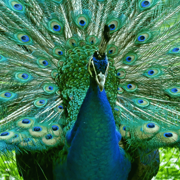 כתר הטווס מרגיש את התנועה