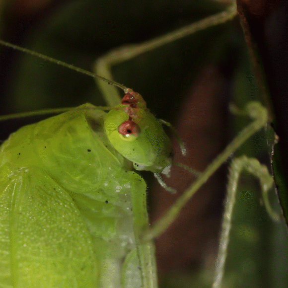 איך חרקים שומעים?