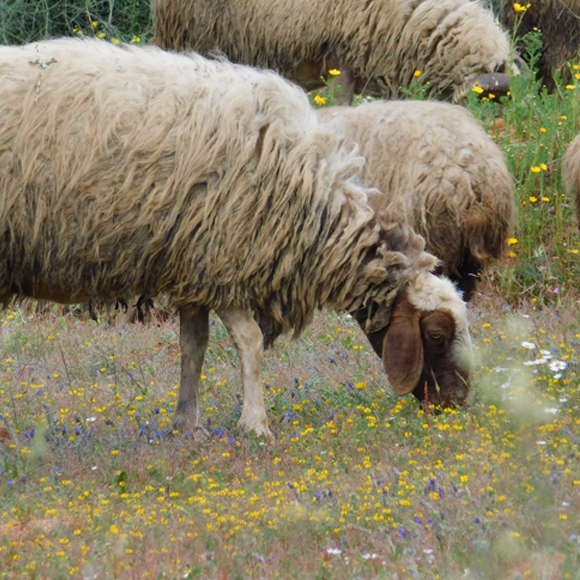 המהנדסות של הנוף הפסטורלי