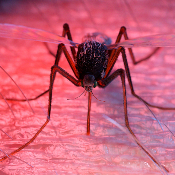 למה אין חיסון יעיל נגד מלריה?