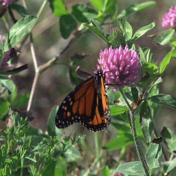 העצים נודדים למען הפרפרים