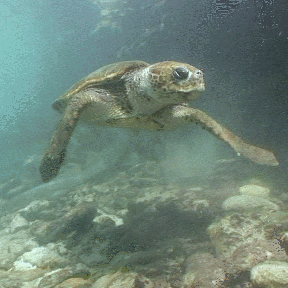 הניצחון (לעת עתה) של צבי הים