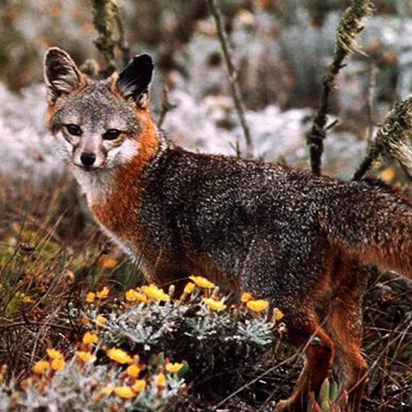 שובם של השועלים הזעירים