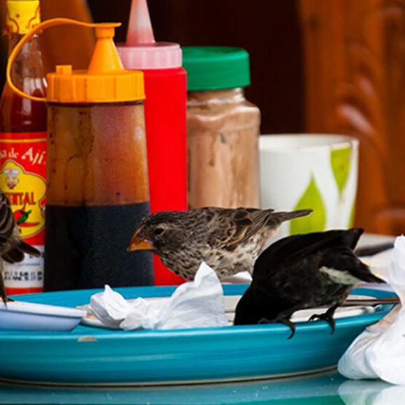 Junk Food Interfering with Evolution