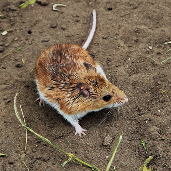 אבולוציה בזמן אמת
