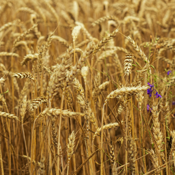 נעים להכיר: משפחת חלבונים חדשה