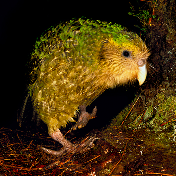 סכנה: מינים פולשים