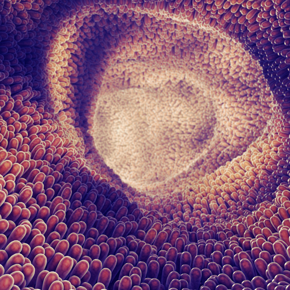 התפקיד המפתיע של תאי החיסון