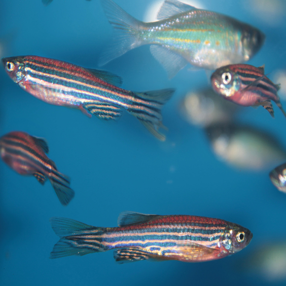 מדוע אנו זקוקים לשינה? מחקר ישראלי מציע פתרון לתעלומה